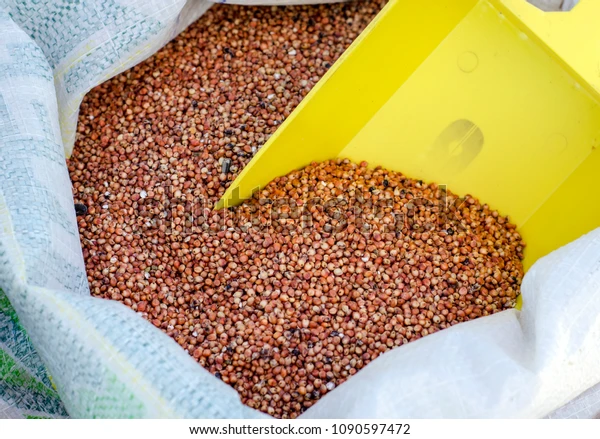 Sorghum